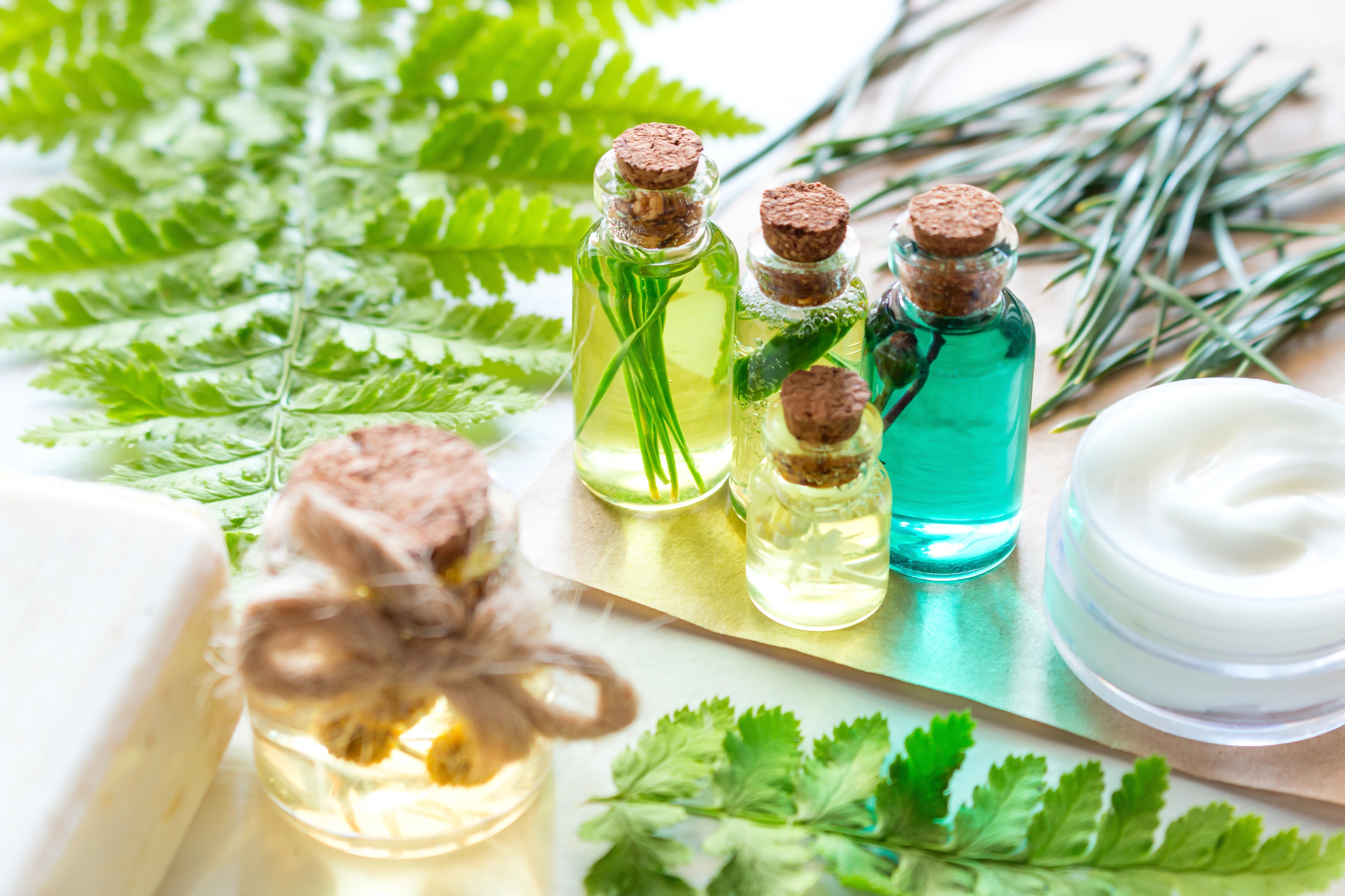 From Root to Regulation: The Pharmacognostic Journey of Botanical Drugs in Dermatology