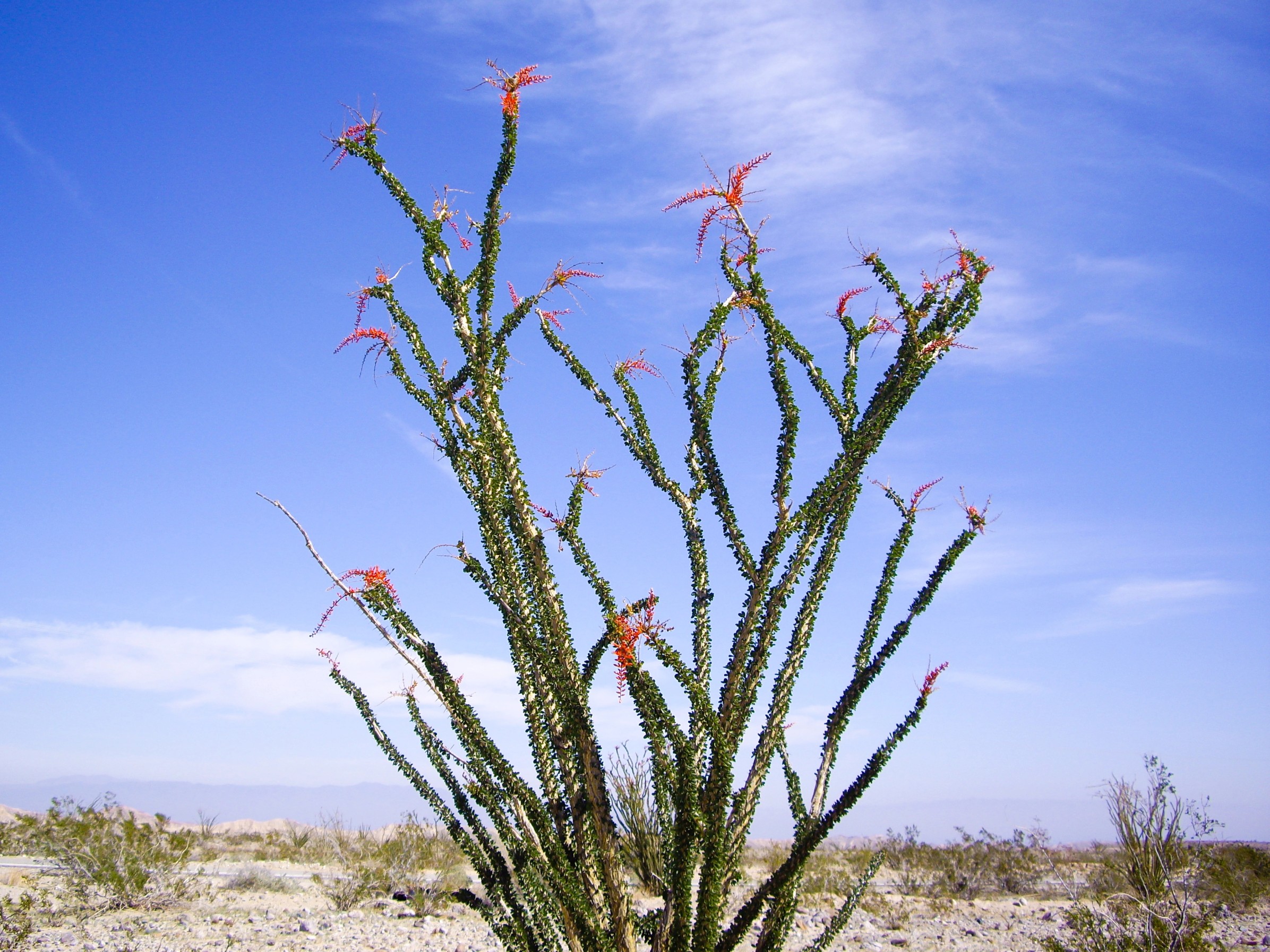 Healing from the Desert: Southwestern U.S. Indigenous Botanicals for Inflammatory Skin Conditions