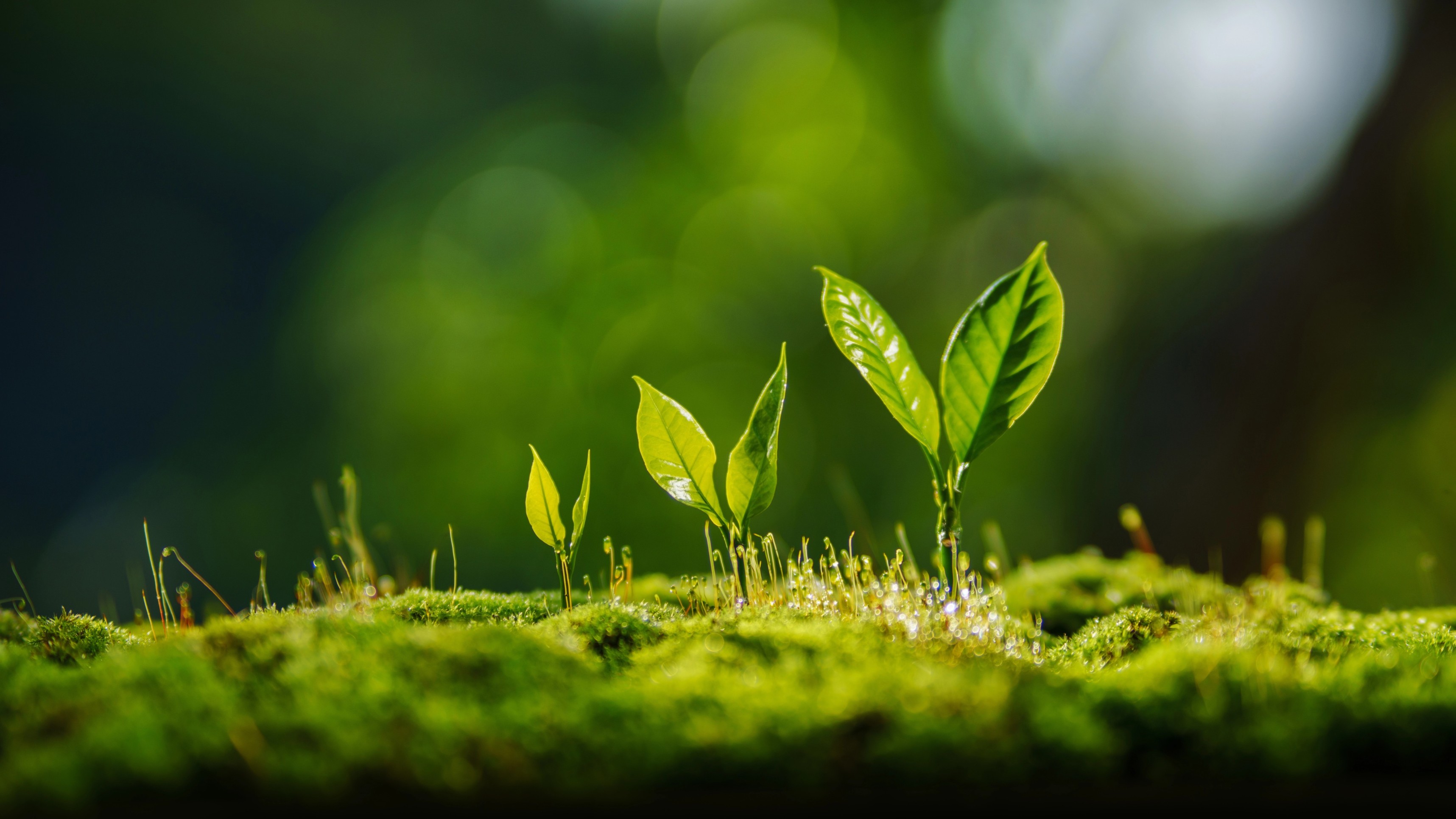 From Phytochemicals to Nanocosmeceuticals: Green Nanocarriers for Anti-Inflammatory and Antioxidant Skin Therapy