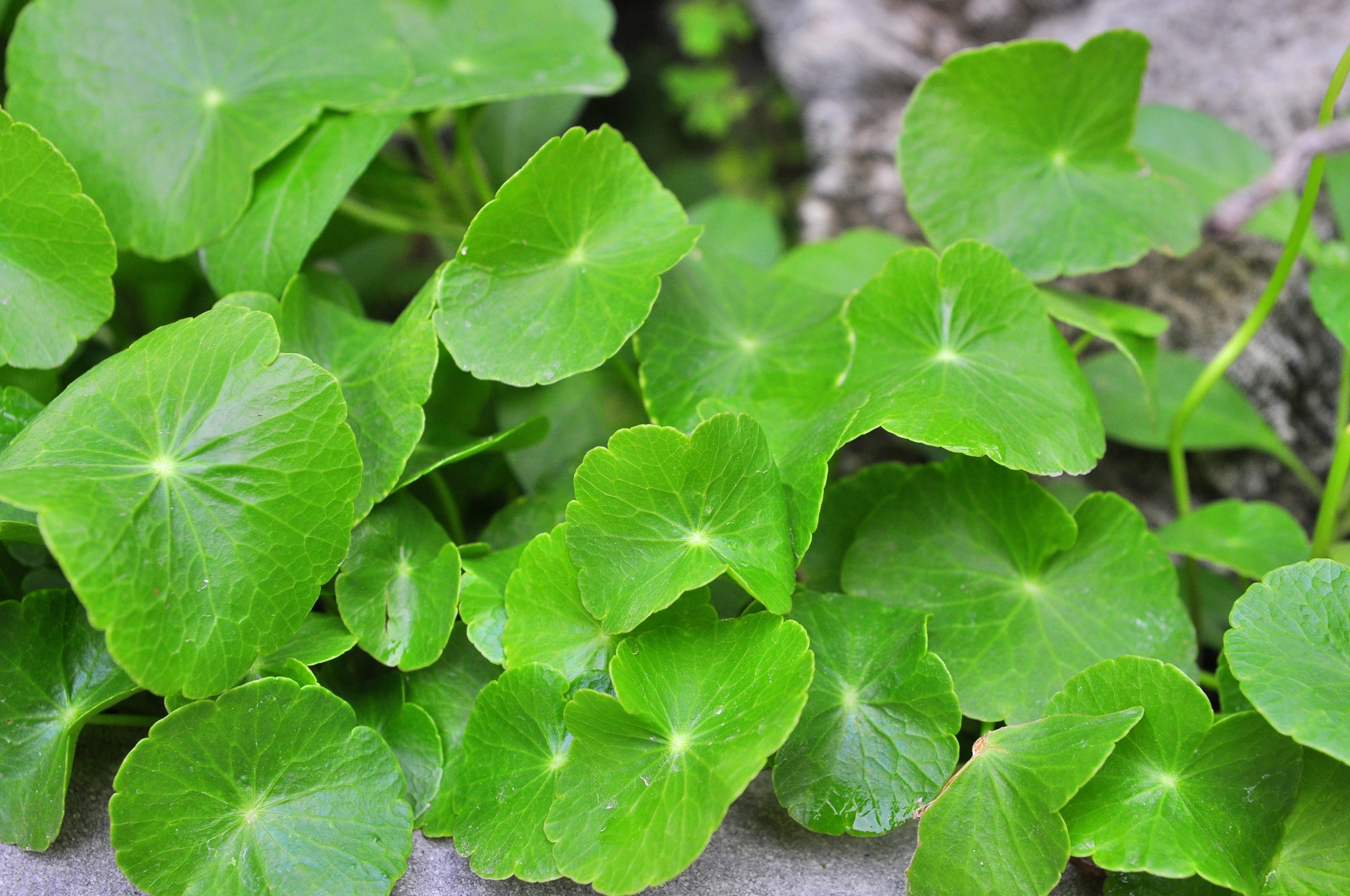 A review of the dermatologic activity and applications of Centella asiatica